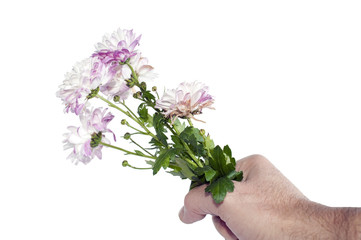 Hand giving a bunch of flowers (Chrysanthemum) in horizontal