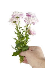 Man hand holding a bunch of flowers (Chrysanthemum) in vertical
