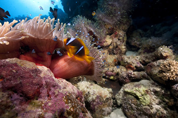 Fototapeta na wymiar anemone and ocean