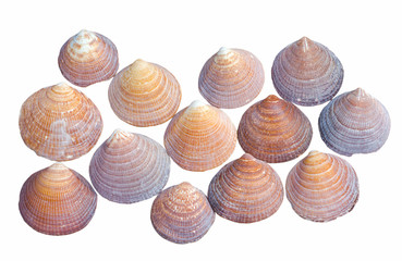 Shells 1