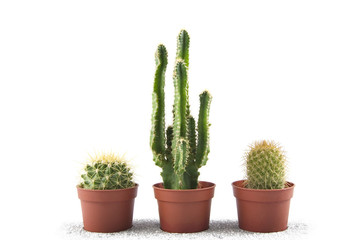 Three potted cacti on a white background