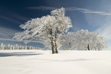 Winterbäume_13