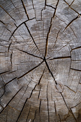 Fototapeta premium Old Cut of Tree 3