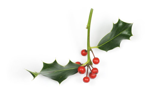 Small holly sprig with berries isolated on white