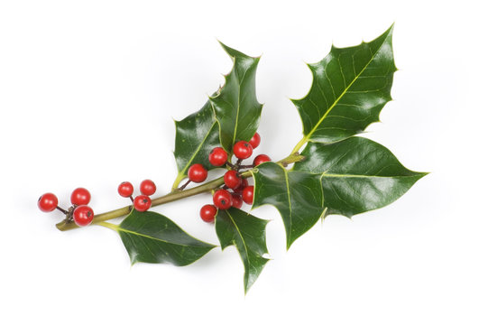 Holly sprig with berries isolated on white