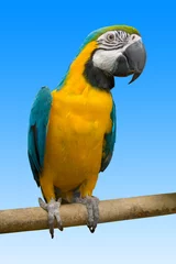 Gordijnen bird parrot © Alex