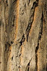 bark texture