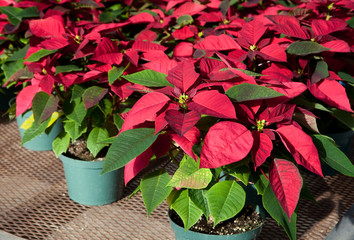 red poinsettia