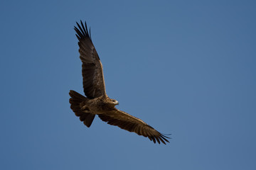 Tawny Eagle (Aquila rapax) © LEX