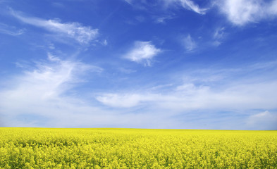 Naklejka premium rape field