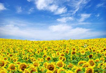 Obraz premium sunflower field