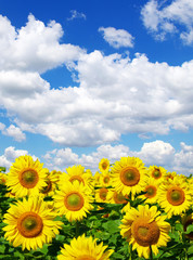 sunflower field