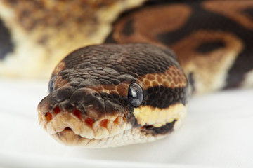 königspython  python  regius