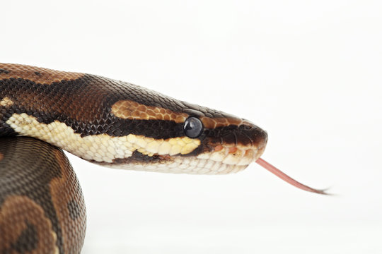 königspython  python  regius