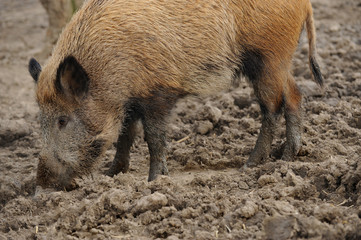 Wildschweine 4