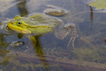 Frog in a bog