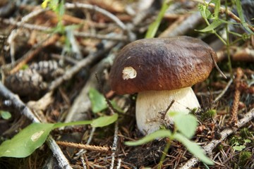 Steinpilz