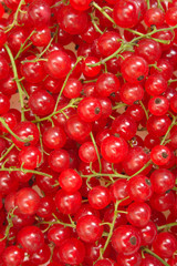 red currant