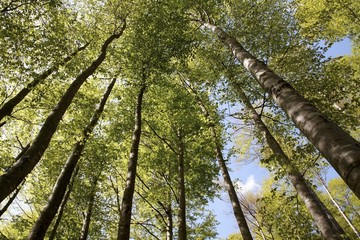 Fototapeta premium Tree