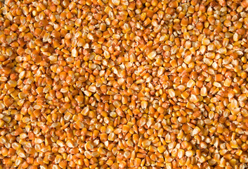 Corn seeds creating a patterned background