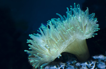 Luz en las Tinieblas