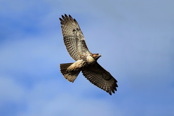 Red-tailed Hawk