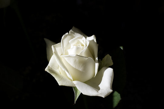 Fototapeta white rose on a dark background