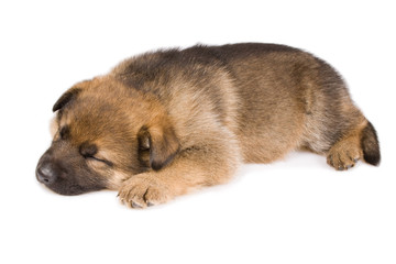Sleeping puppy isolated over white background