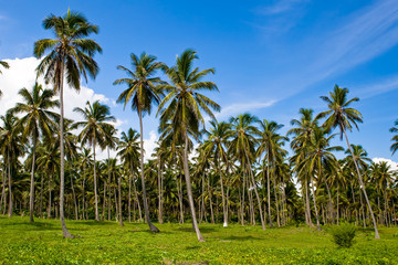 Fototapeta na wymiar Las zielonych palm pod błękitnym niebem