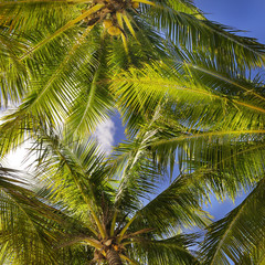 Tropical background of coconut palm leaves