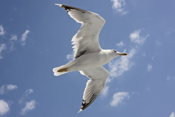 seagull flying