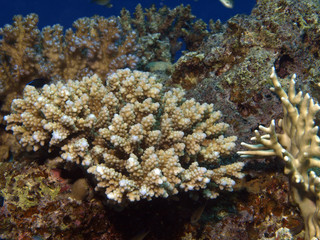 Plakat koral