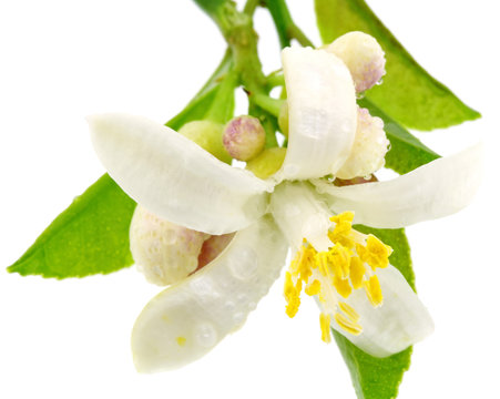 fleur agrume fond blanc