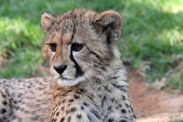 Obraz na płótnie Canvas Baby Cheetah