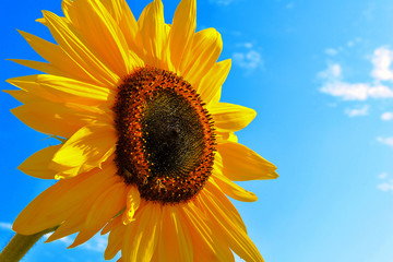 Obraz premium Sunflower against blue sky