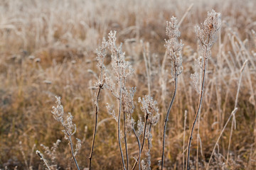 Frost grass close up
