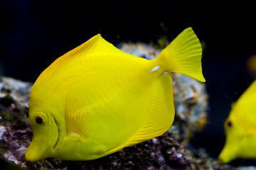 Naklejka premium an exotic fish swimming