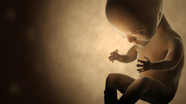 Womb with human fetus