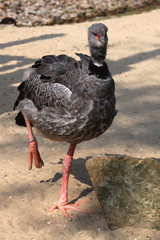 Tschaja (Halsband-Wehrvogel)