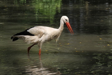Weißstorch im Wasser