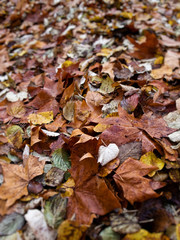 Feuilles en automne