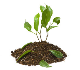 plant