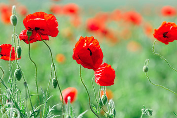 Naklejka premium poppy