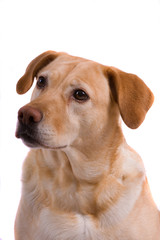 Golden labrador dog portrait