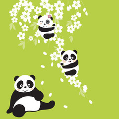 Obraz premium Panda