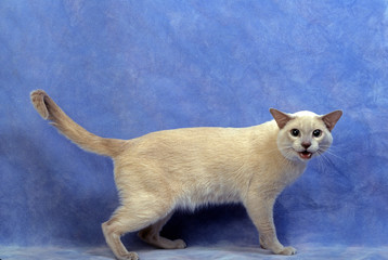 chat tonkinois en posture agressive de profil en studio © Callalloo Twisty