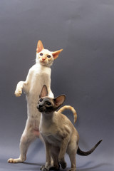 la danse nuptiale de deux chats siamois en studio