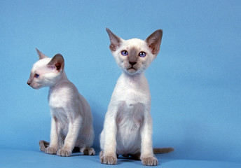 deux chatons siamois assis en studio sur fond bleu