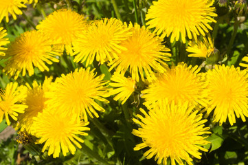 Dandelion close-up shot