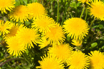 Dandelion close-up shot